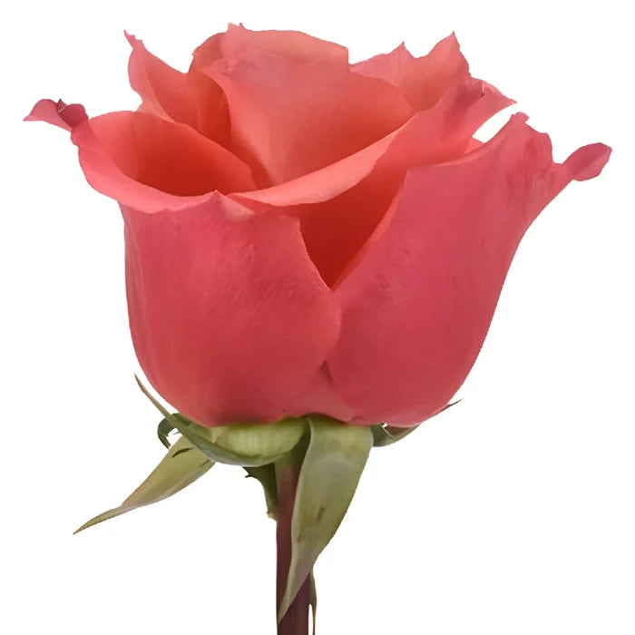 Cherry Coral Rose