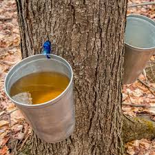 Fragrance Oil - Maple Sugar