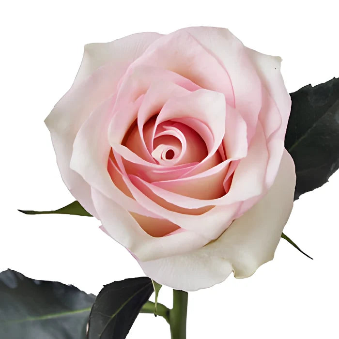 Pink Flush Rose