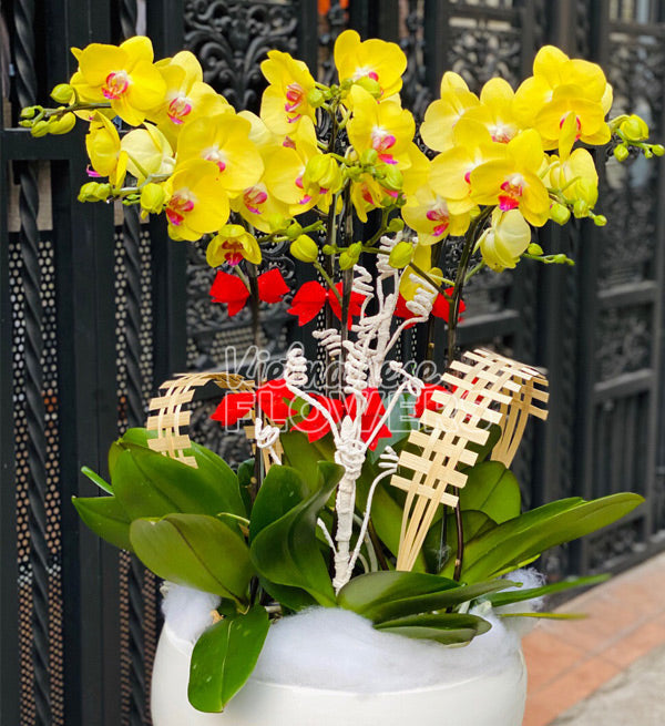 Tet Potted Orchids 02 - Vietnamese Flowers