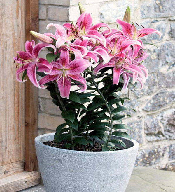 A Pot Of Pink Lilies - Vietnamese Flowers