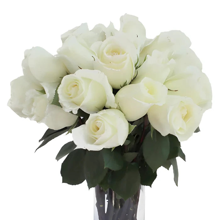 Anastasia White Rose