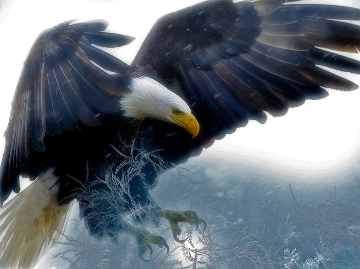Arctic Eagle