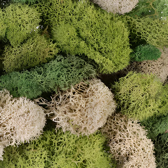 Assorted Color Reindeer Moss