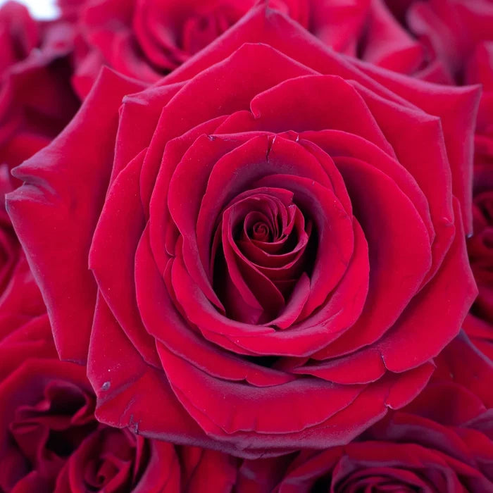 Black Magic Rose Flower Up Close