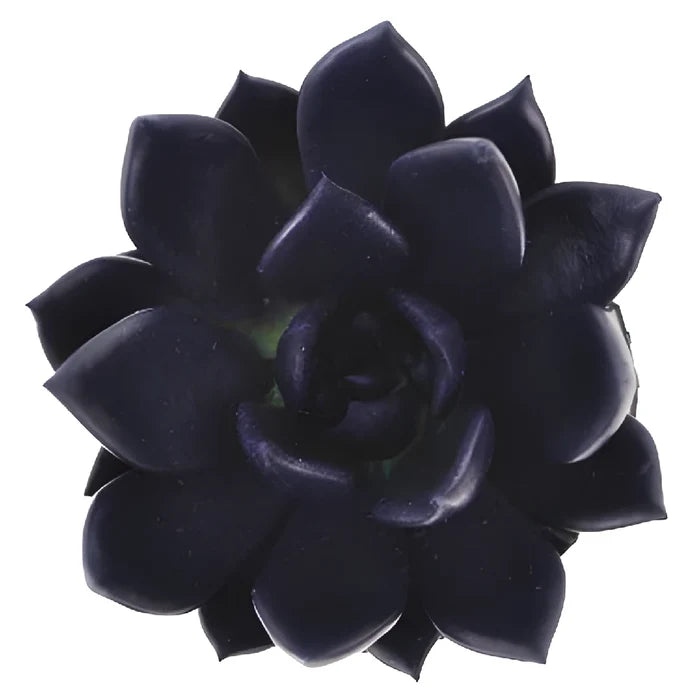 Blue Black Tinted Succulents