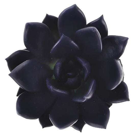 Blue Black Tinted Succulents