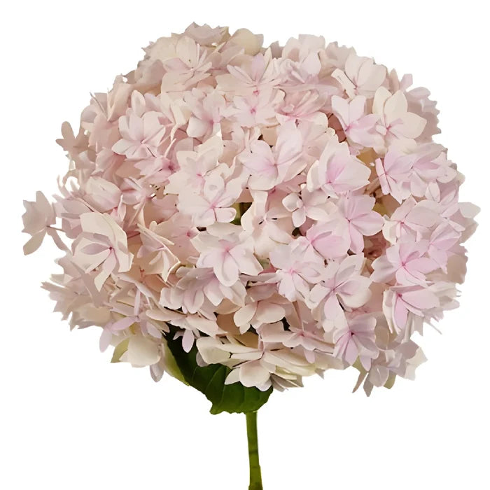 Blush Hydrangea Stem View