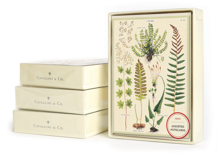BOXED NOTECARDS ASTD FERNS