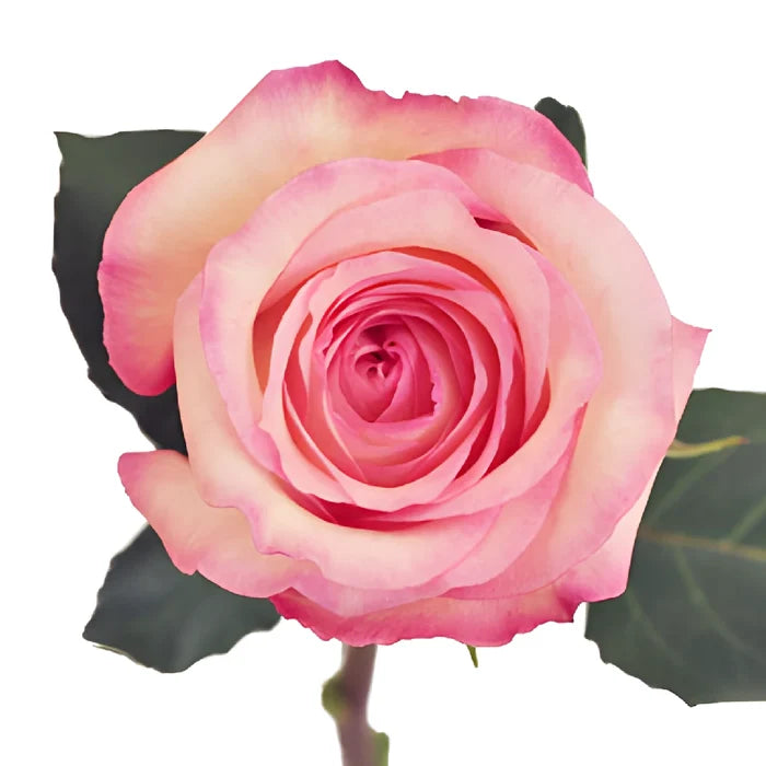 Butterfly Pink Rose
