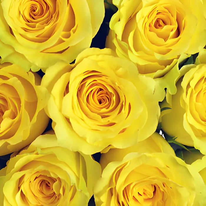 Cheery Yellow Rose
