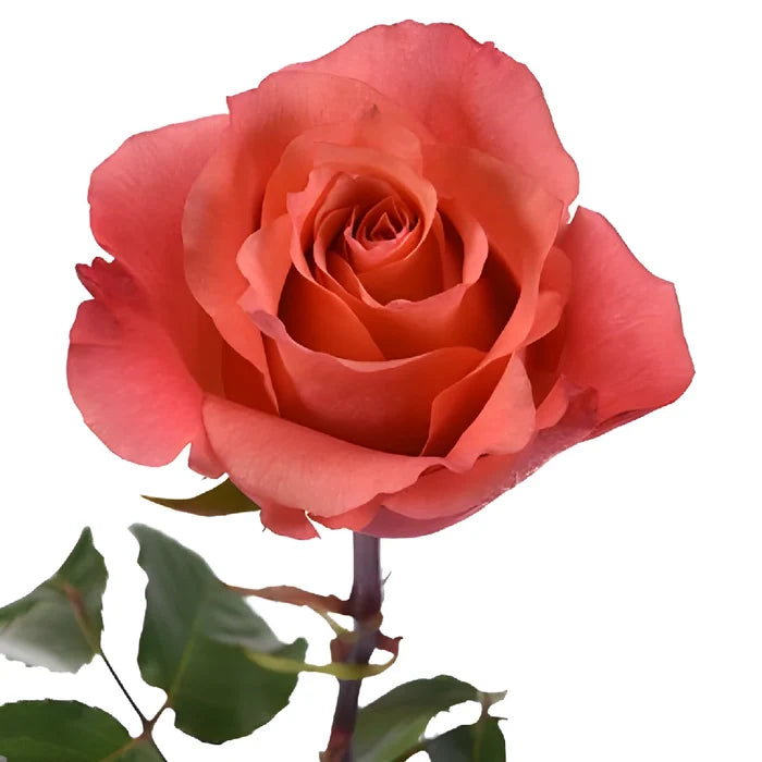 Cherry Coral Rose