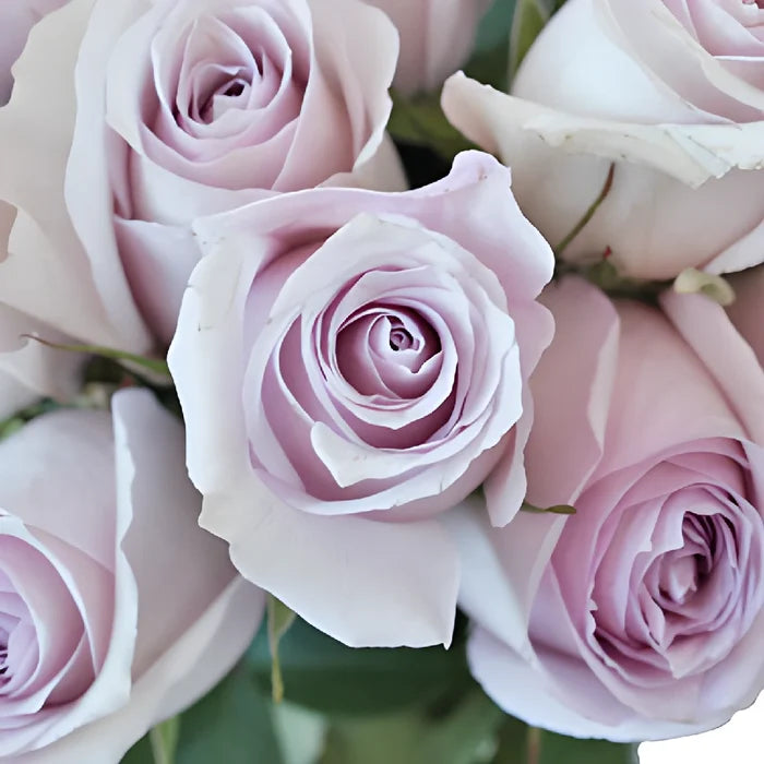 Delicate Pink Rose