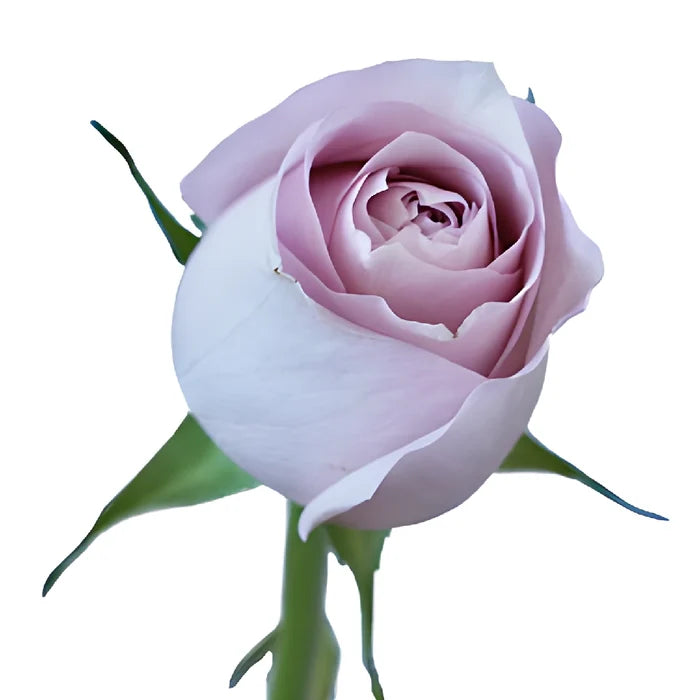Delicate Pink Rose