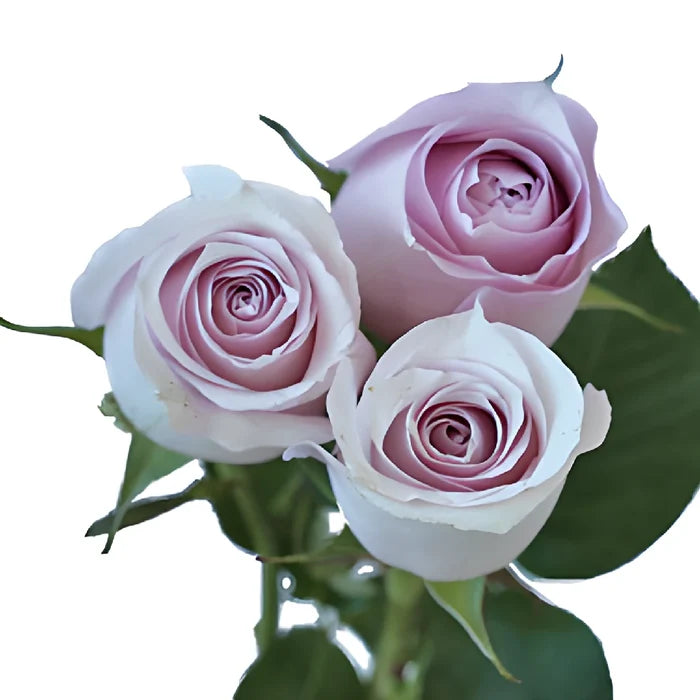 Delicate Pink Rose