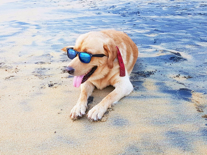 Dog At The Beach