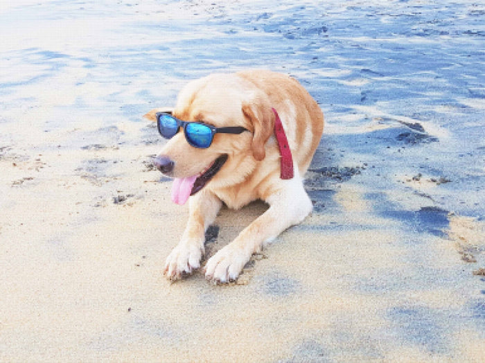 Dog At The Beach