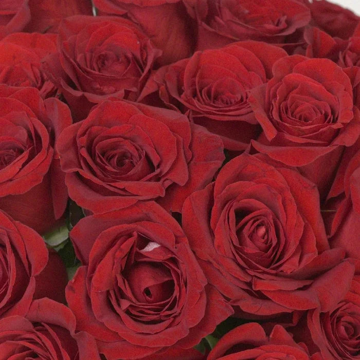 Freedom Red Rose Close Up - Image
