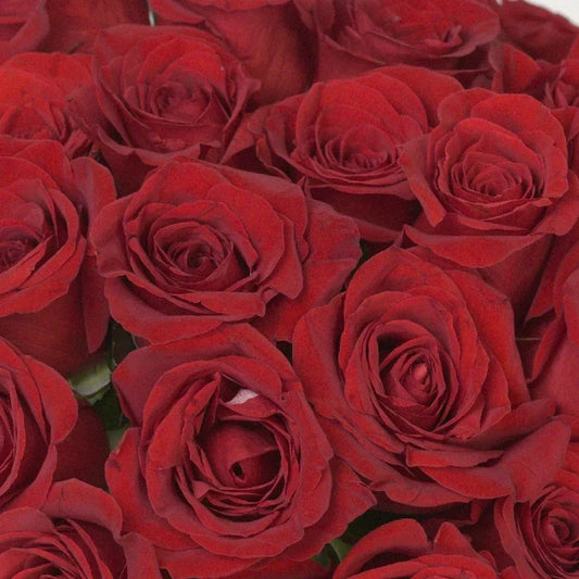 Freedom Red Rose Close Up - Image