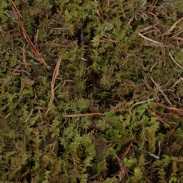 Fresh Sheet Moss