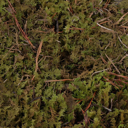 Fresh Sheet Moss