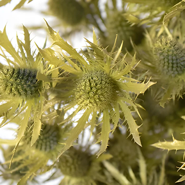 Gold Tinted Thistle Wholesale Flower Upclose