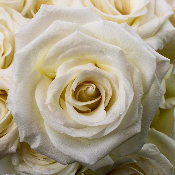 White Rose Flower Up Close