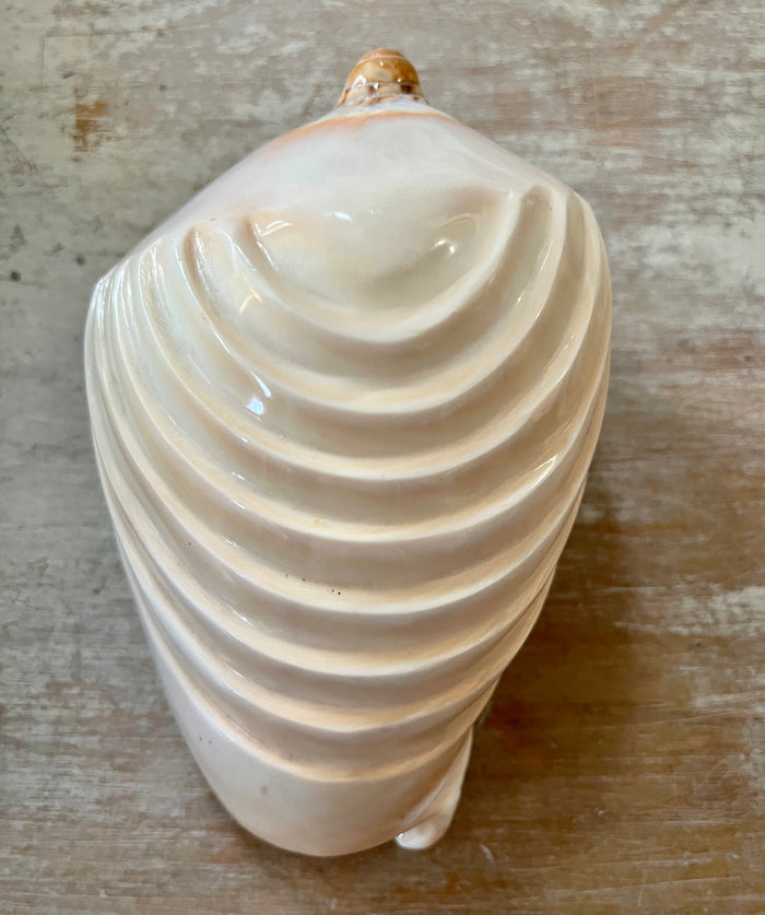 Volute Shell