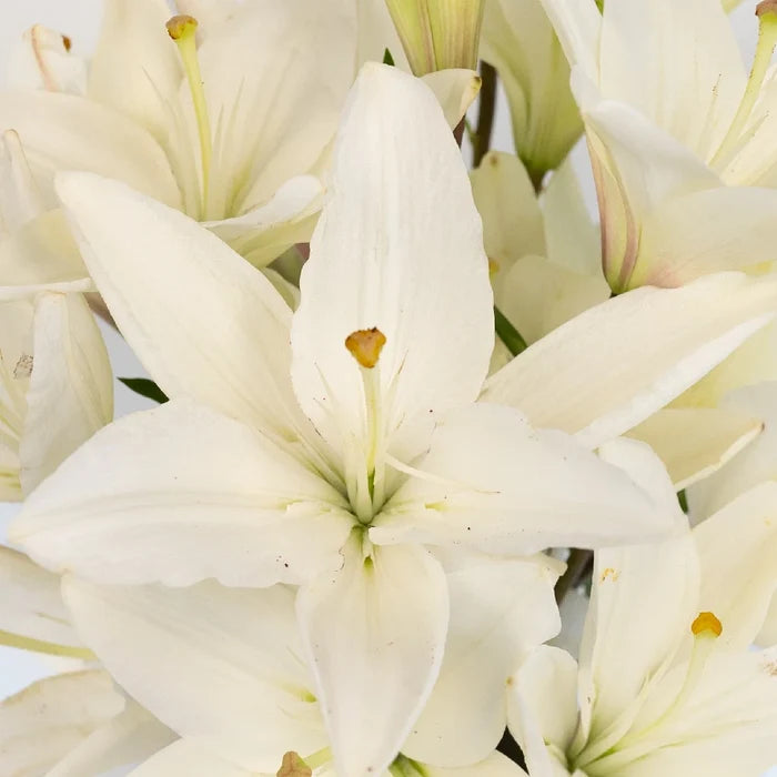 Ivory Hybrid Lily Close Up - Image