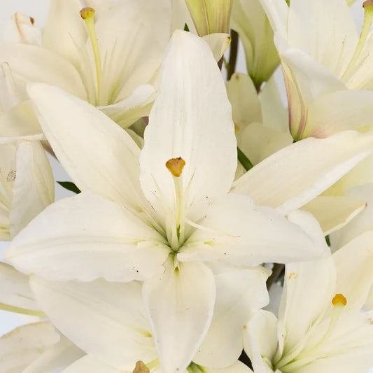 Ivory Hybrid Lily Close Up - Image