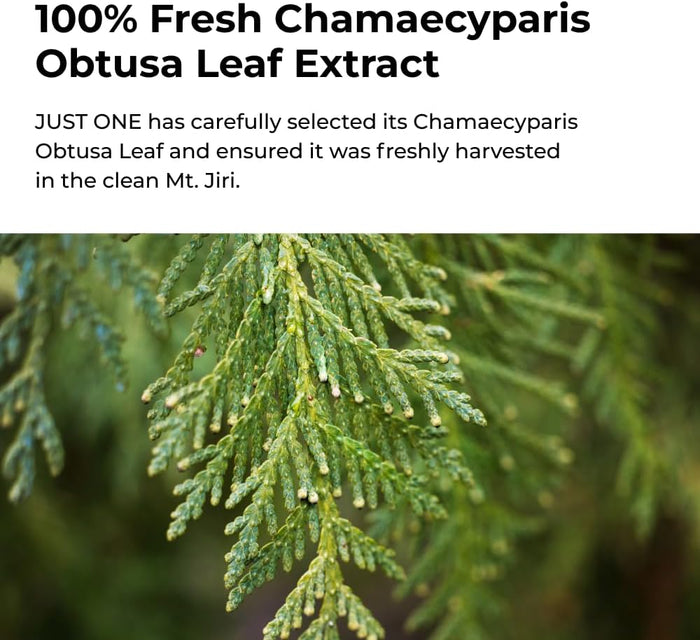 Just One Chamaecyparis Obtusa Leaf Extract