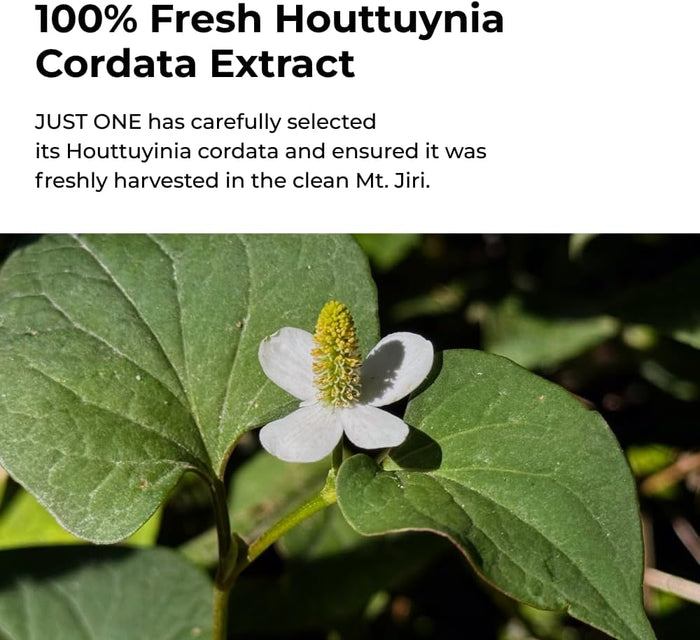 Just One Houttuynia Cordata Extract
