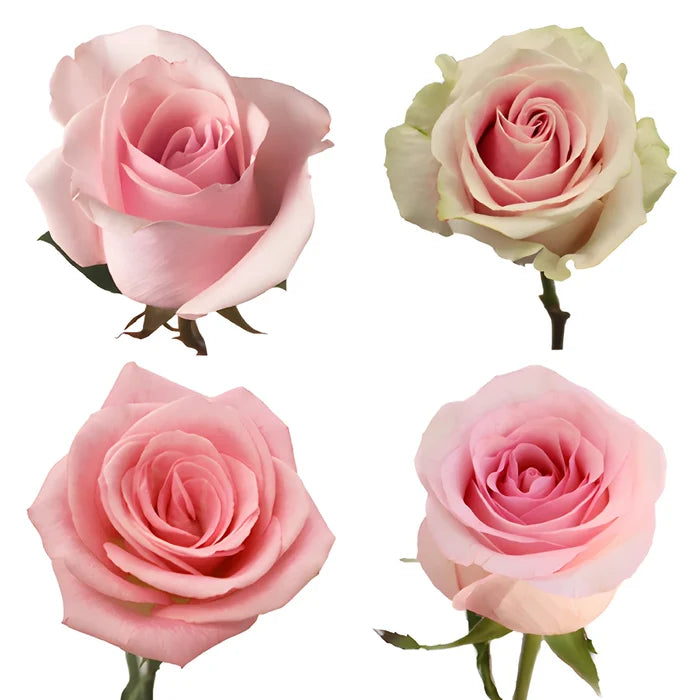 Light Pink Roses