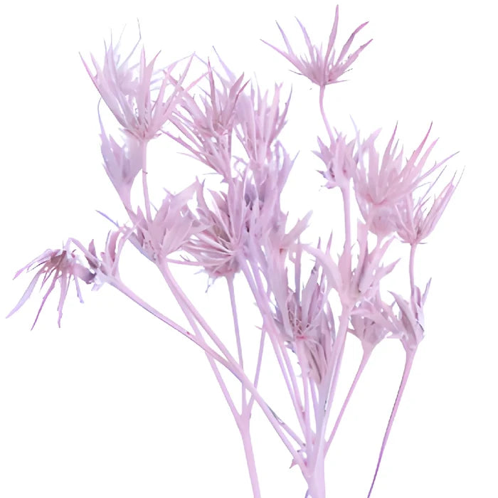 Light Pink Tinted Thistle Flowers