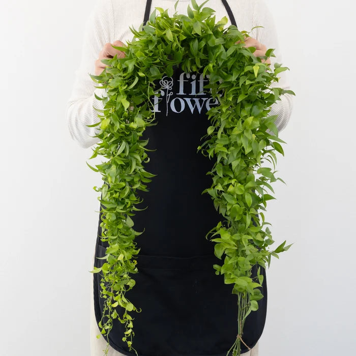 Lush Smilax Greenery Wedding Vine Other - Image