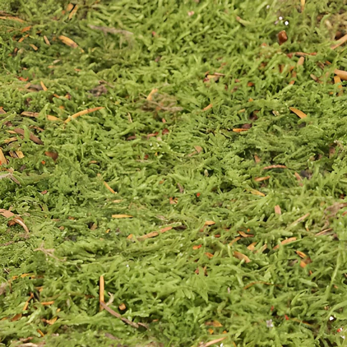 Natural Dry Sheet Moss