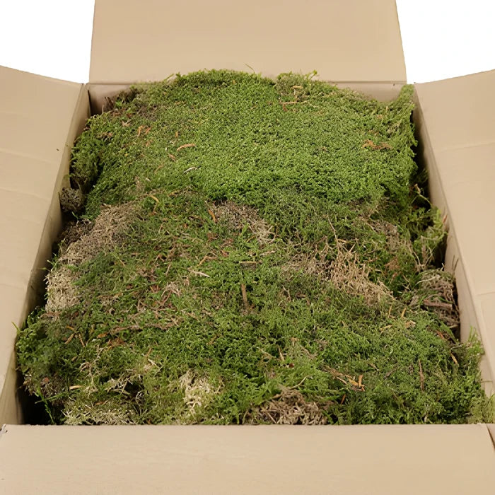 Natural Dry Sheet Moss