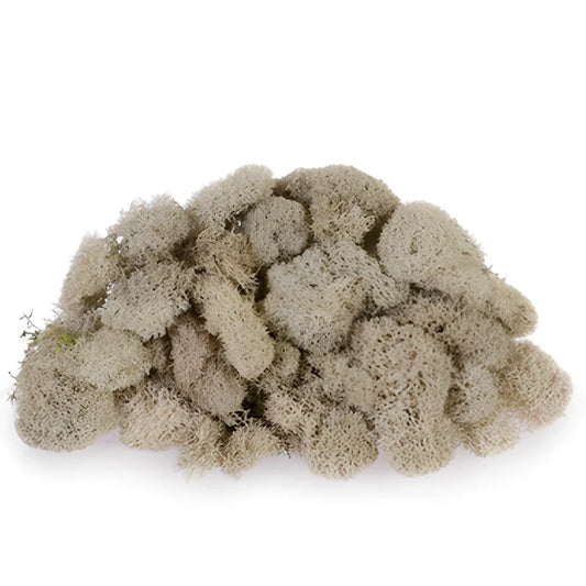 Natural Reindeer Moss