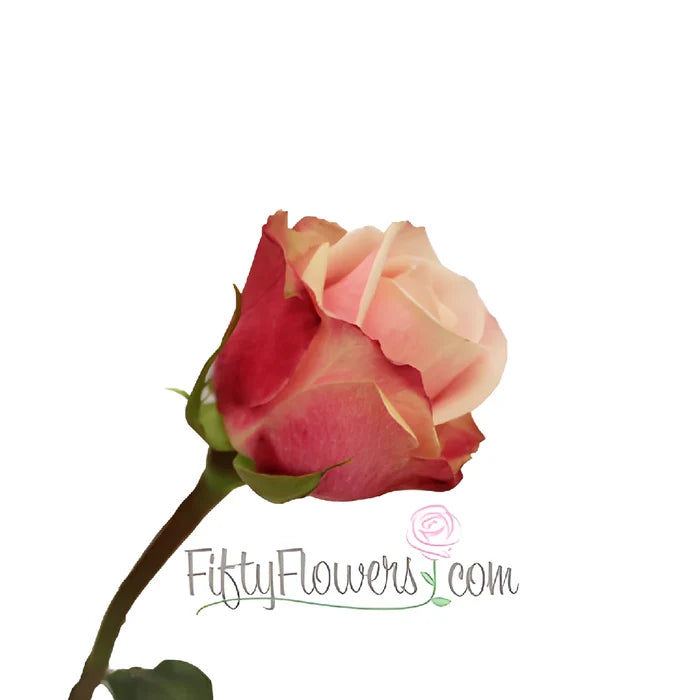 Panama Pink Blend Rose
