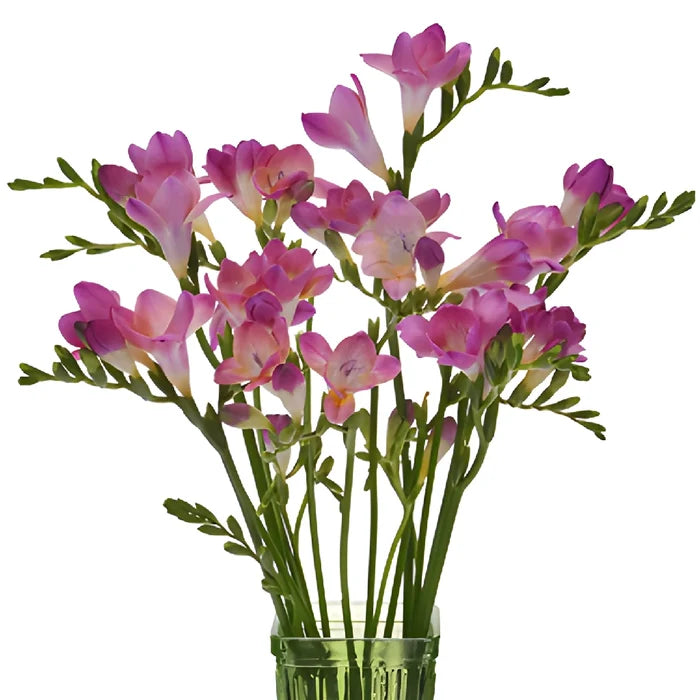 Passionate Kiss Freesia Flower