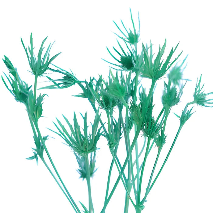 Pine Green Tinted Thistle Flowers