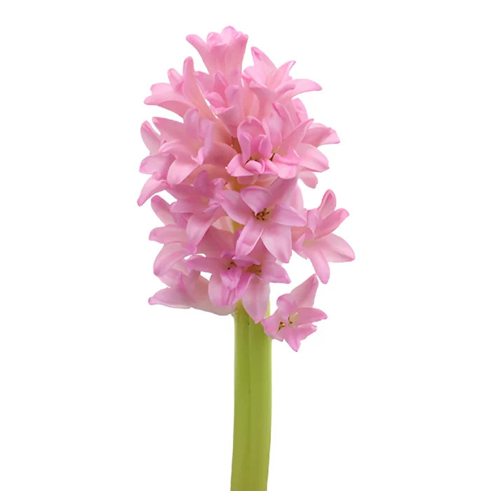 Pink Hyacinth Flowers