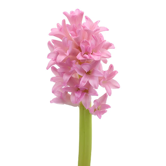 Pink Hyacinth Flowers