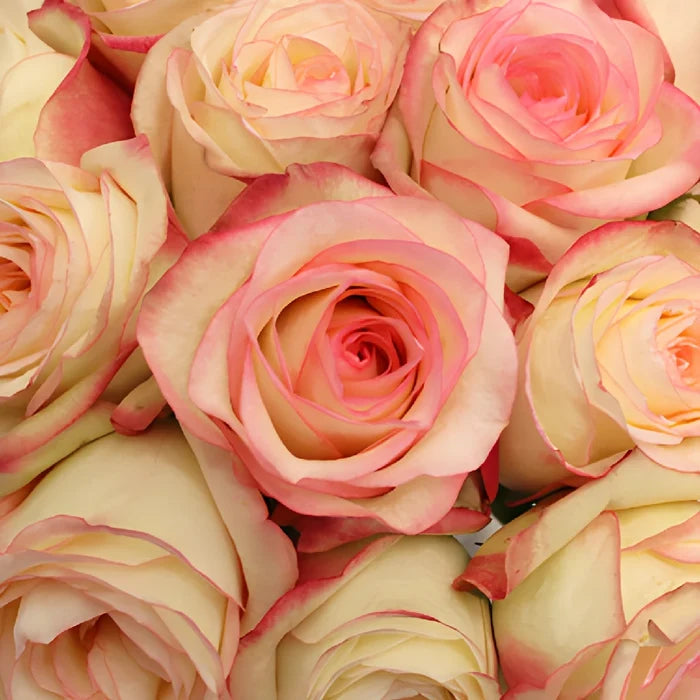 Pink Ice Malu Rose
