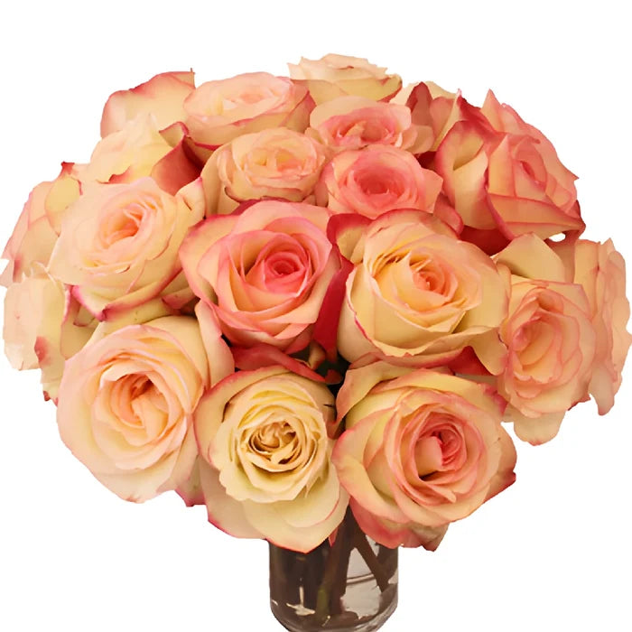 Pink Ice Malu Rose