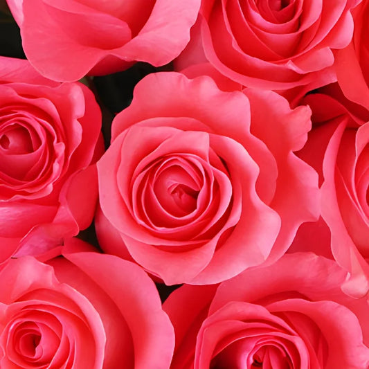 Pinky Promise Rose