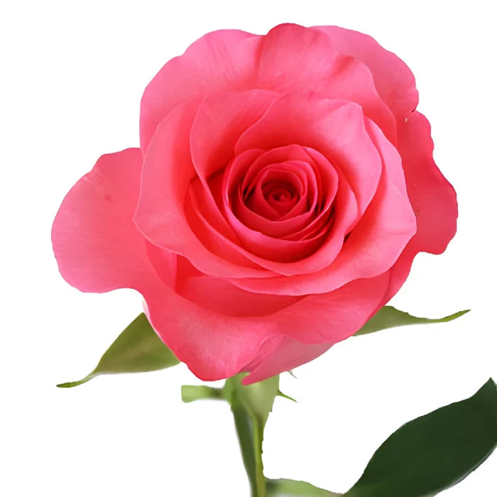 Pinky Promise Rose
