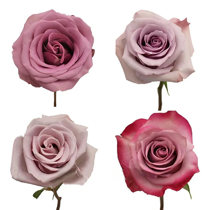 Pinky Purple Fresh Rose Close Up - Image