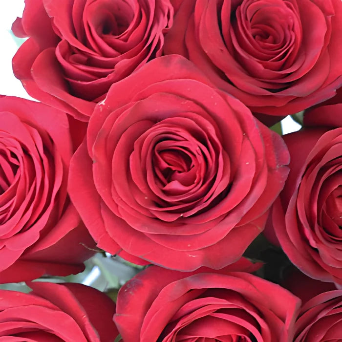 Queen of Hearts Rose