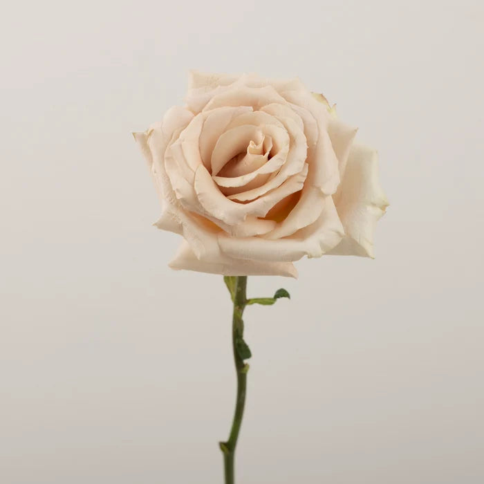 Quicksand Cream Roses Stem - Image